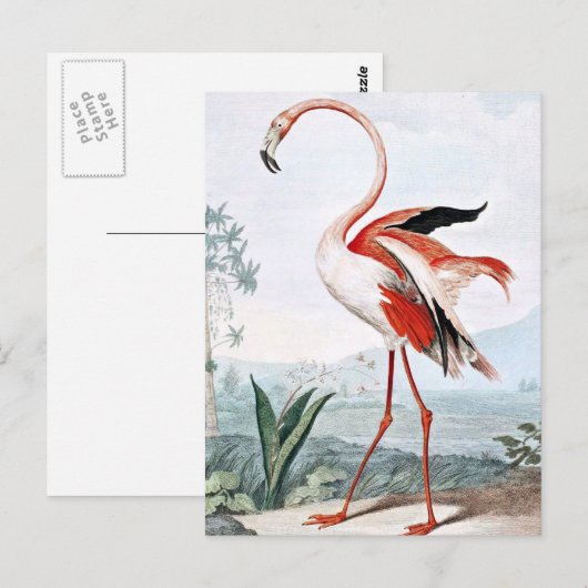 Pink Flamingo Bird  Art Briefkaart (Voorkant / Achterkant)