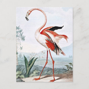 Pink Flamingo Bird  Art Briefkaart