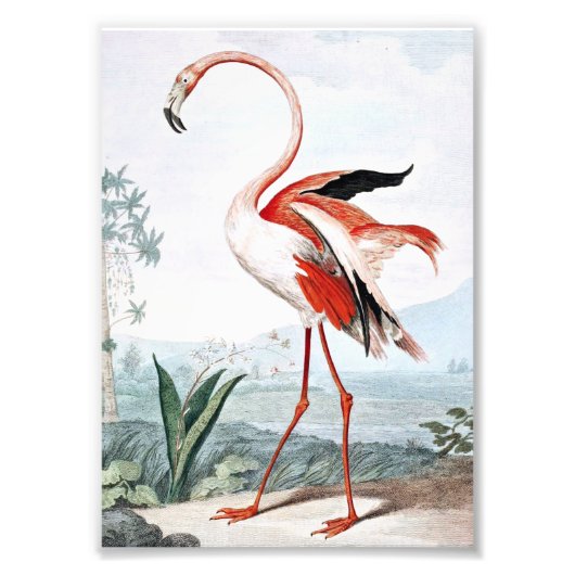 Pink Flamingo Bird  Art Foto Afdruk (Voorkant)