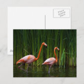 PINK FLAMINGO BRIEFKAART (Voorkant / Achterkant)