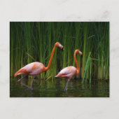 PINK FLAMINGO BRIEFKAART (Voorkant)
