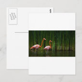 PINK FLAMINGO BRIEFKAART (Voorkant / Achterkant)