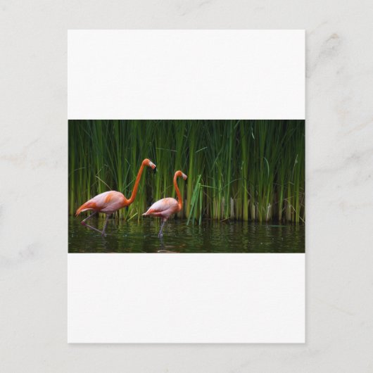 PINK FLAMINGO BRIEFKAART (Voorkant)