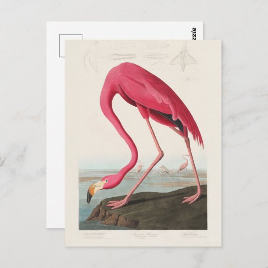 Pink Flamingo by John Audubon Briefkaart (Voorkant / Achterkant)