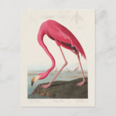 Pink Flamingo by John Audubon Briefkaart (Voorkant)