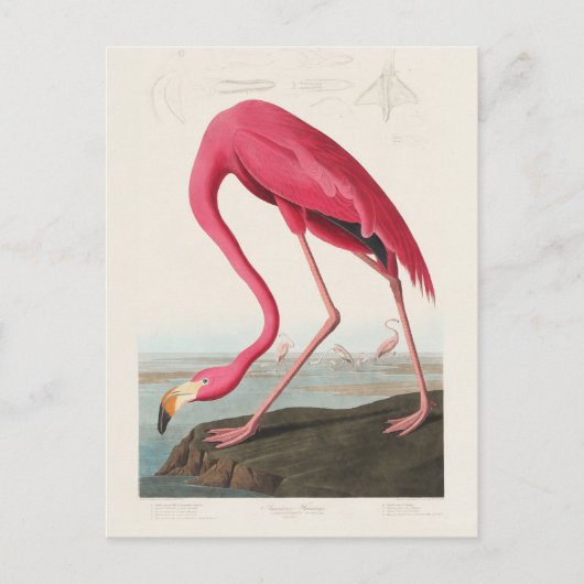 Pink Flamingo by John Audubon Briefkaart (Voorkant)