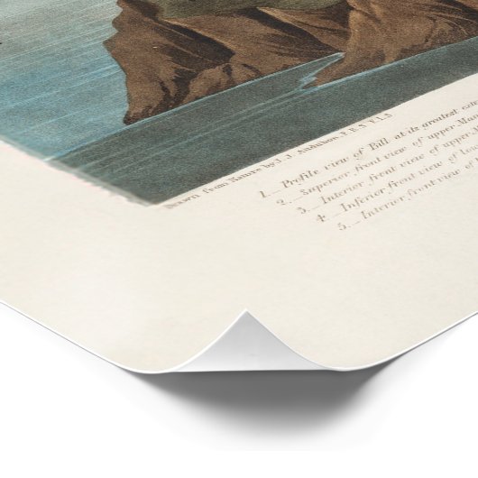 Pink Flamingo by John Audubon Perfect Poster (Hoek)