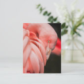 Pink Flamingo Close-up Foto Briefkaart (Staand voorkant)