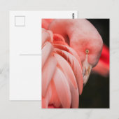 Pink Flamingo Close-up Foto Briefkaart (Voorkant / Achterkant)