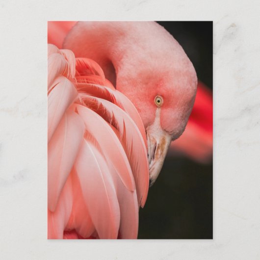 Pink Flamingo Close-up Foto Briefkaart (Voorkant)