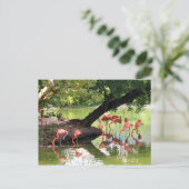 Pink Flamingo Flock Wildlife Photo Briefkaart (Staand voorkant)