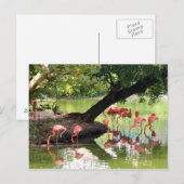 Pink Flamingo Flock Wildlife Photo Briefkaart (Voorkant / Achterkant)