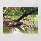 Pink Flamingo Flock Wildlife Photo Briefkaart (Voorkant)