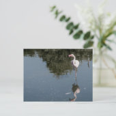 pink flamingo in the water briefkaart (Staand voorkant)