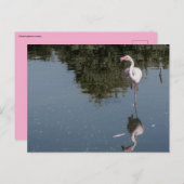pink flamingo in the water briefkaart (Voorkant / Achterkant)