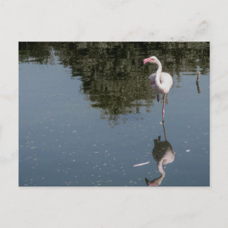 pink flamingo in the water briefkaart