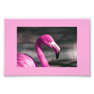 Pink Flamingo Posin  Foto Afdruk