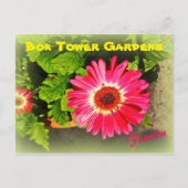 Pink Flower Bok Tower Gardens Lake Wales Briefkaart (Voorkant)