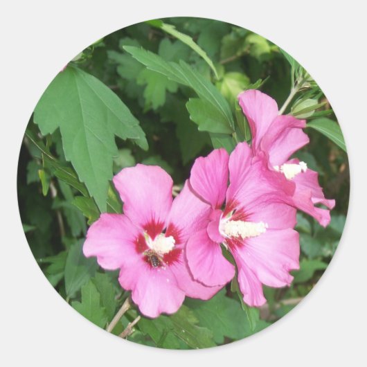 Pink Flowers Roos van Sharon met Bee Ronde Sticker (Voorkant)