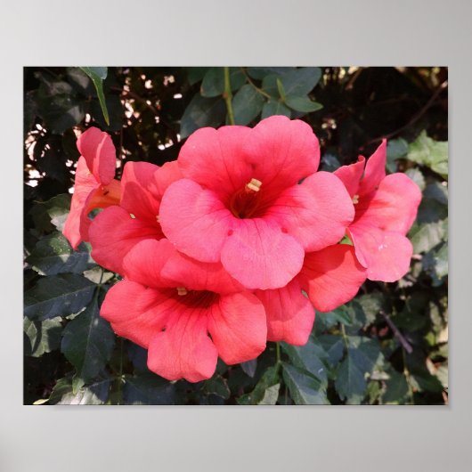 Pink Flowers Value Poster papier (Voorkant)