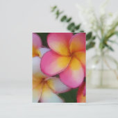 Pink Frangipani Plumeria Flowers Briefkaart (Staand voorkant)