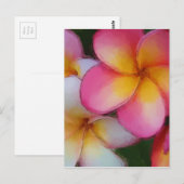 Pink Frangipani Plumeria Flowers Briefkaart (Voorkant / Achterkant)