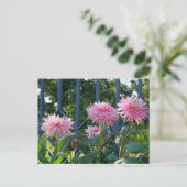 Pink Fuji Mums Briefkaart (Staand voorkant)