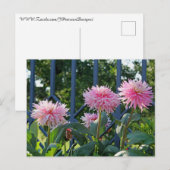 Pink Fuji Mums Briefkaart (Voorkant / Achterkant)