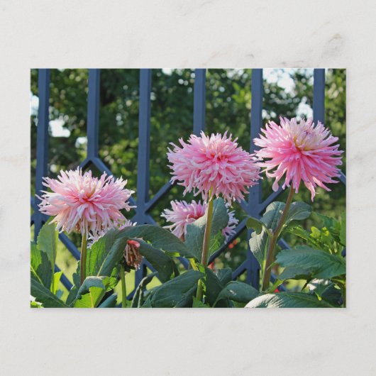 Pink Fuji Mums Briefkaart (Voorkant)