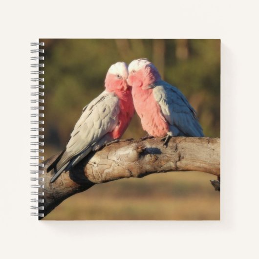 Pink Galahs Notitieboek (Voorkant)