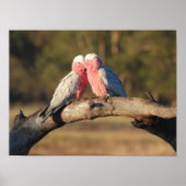 Pink Galahs Poster (Voorkant)