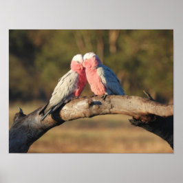 Pink Galahs Poster