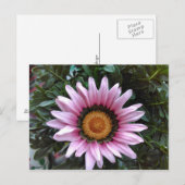 Pink Gazania Briefkaart (Voorkant / Achterkant)