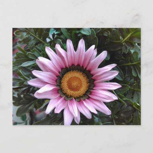 Pink Gazania Briefkaart (Voorkant)