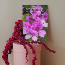 Pink Geraniums Floral Promotion Gefeliciteerd