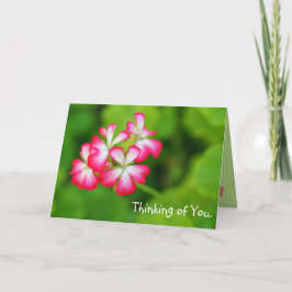 Pink Geraniums | Greeting Card Kaart
