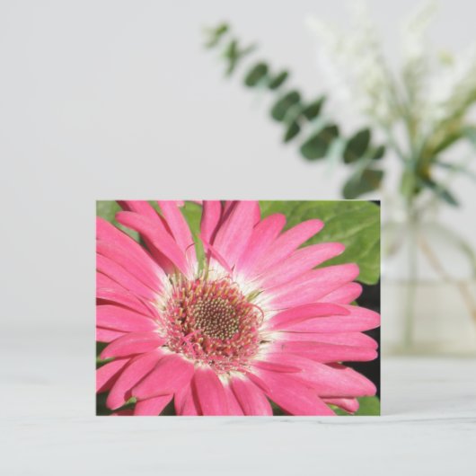 Pink Gerber Daisy Briefkaart (Staand voorkant)