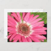 Pink Gerber Daisy Briefkaart (Voorkant / Achterkant)