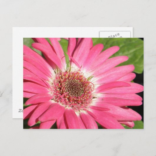Pink Gerber Daisy Briefkaart (Voorkant / Achterkant)