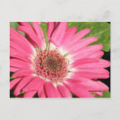 Pink Gerber Daisy Briefkaart (Voorkant)