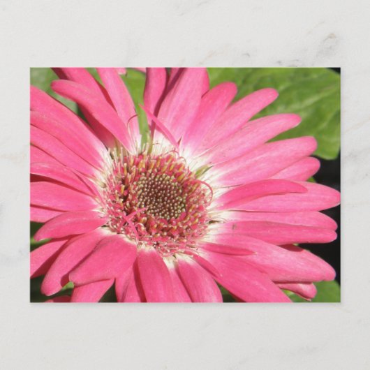 Pink Gerber Daisy Briefkaart (Voorkant)