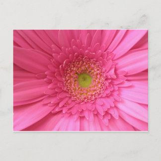 Pink Gerber Daisy Briefkaart