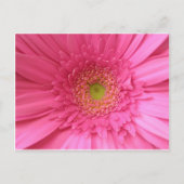 Pink Gerber Daisy Briefkaart (Voorkant)