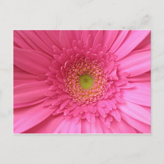 Pink Gerber Daisy Briefkaart (Voorkant)
