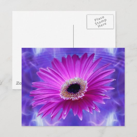 Pink Gerber Daisy Briefkaart (Voorkant / Achterkant)