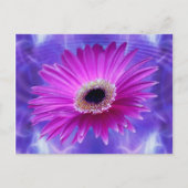 Pink Gerber Daisy Briefkaart (Voorkant)