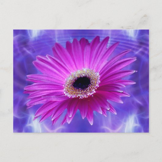 Pink Gerber Daisy Briefkaart (Voorkant)