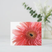 Pink Gerber Daisy Briefkaart (Staand voorkant)