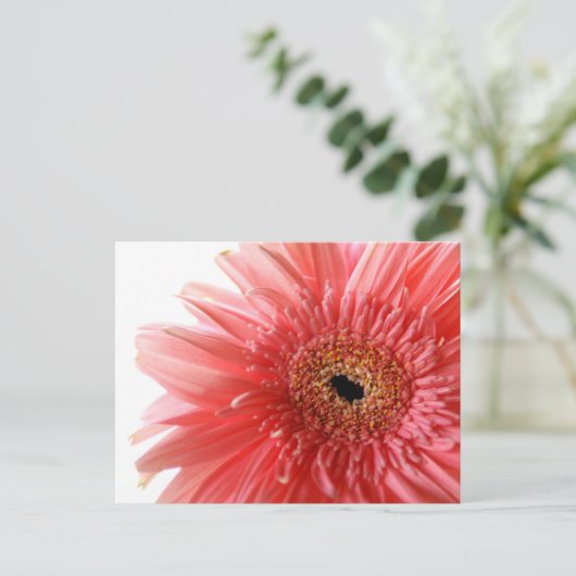 Pink Gerber Daisy Briefkaart (Staand voorkant)
