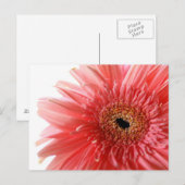Pink Gerber Daisy Briefkaart (Voorkant / Achterkant)